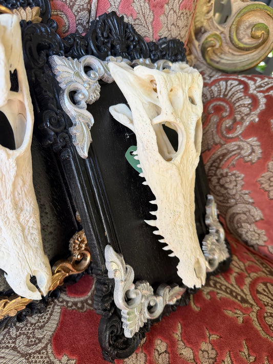 SILVER LEAF - crocodile skull curio with permit