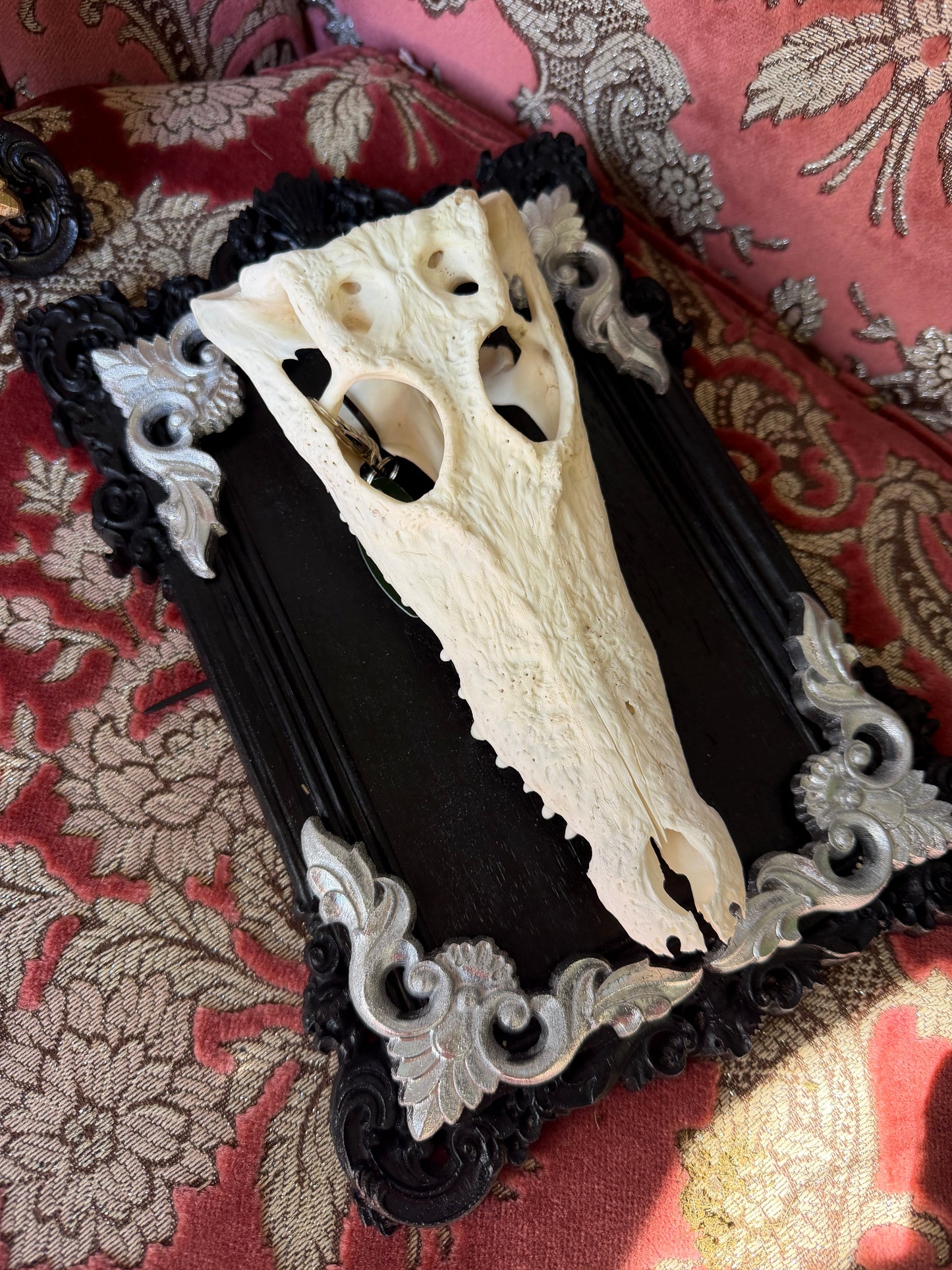 SILVER LEAF - crocodile skull curio with permit