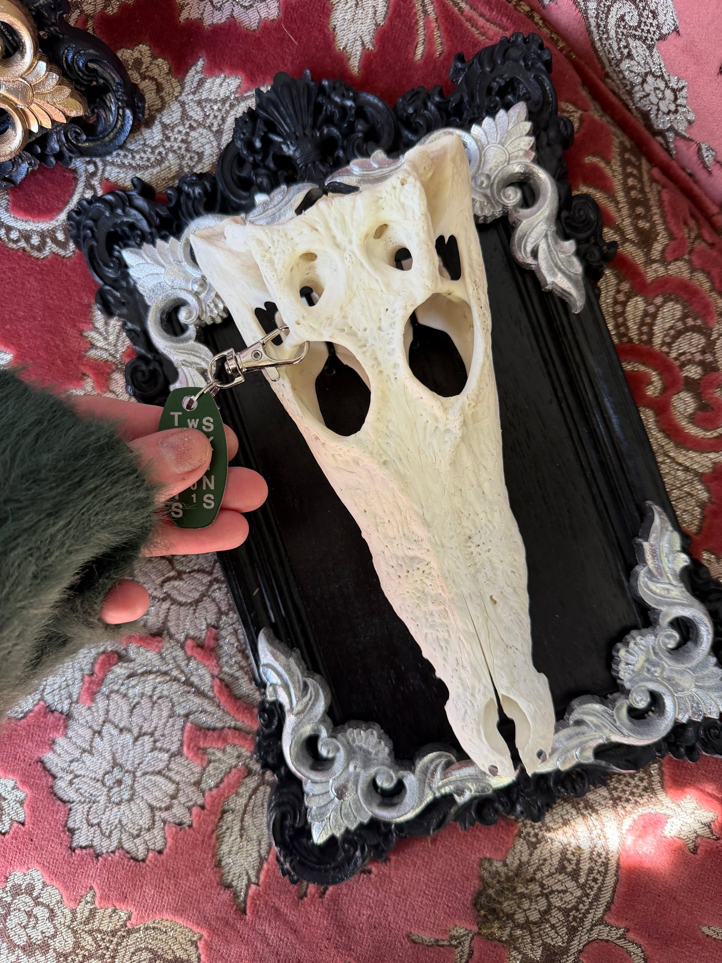 SILVER LEAF - crocodile skull curio with permit