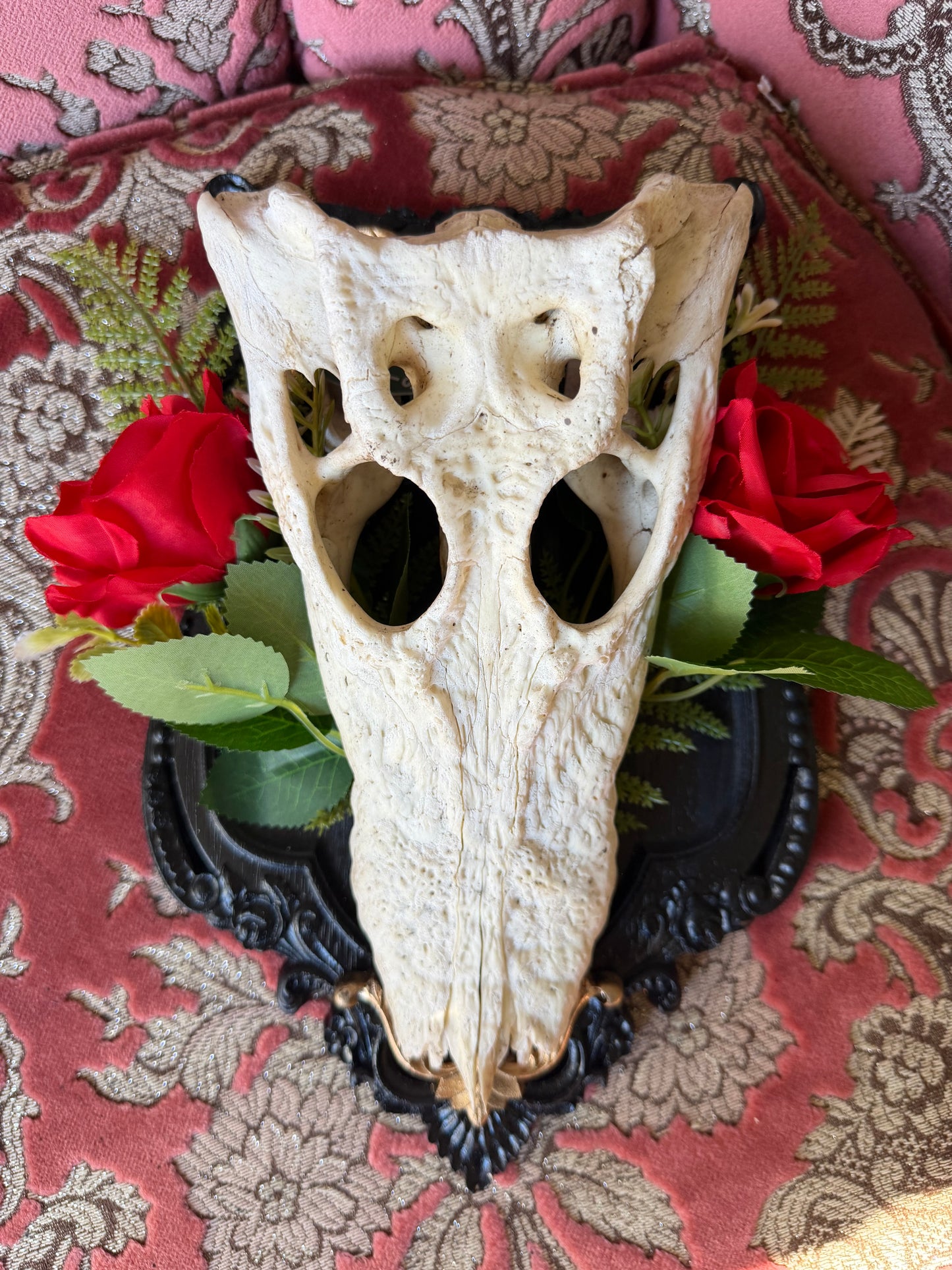 GOLD FERN ROSA - crocodile skull curio with permit