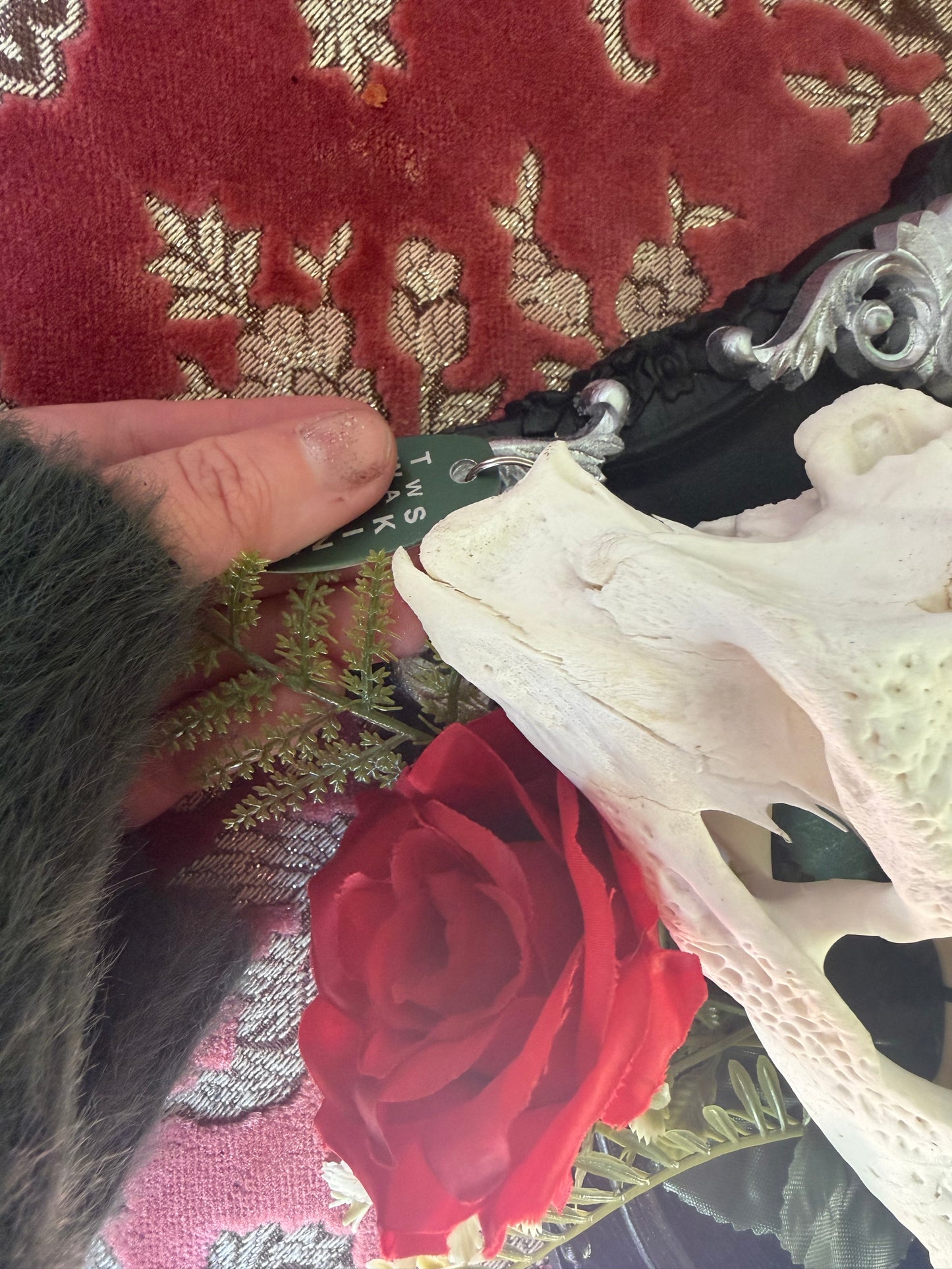 SILVER FERN ROSA - crocodile skull curio with permit