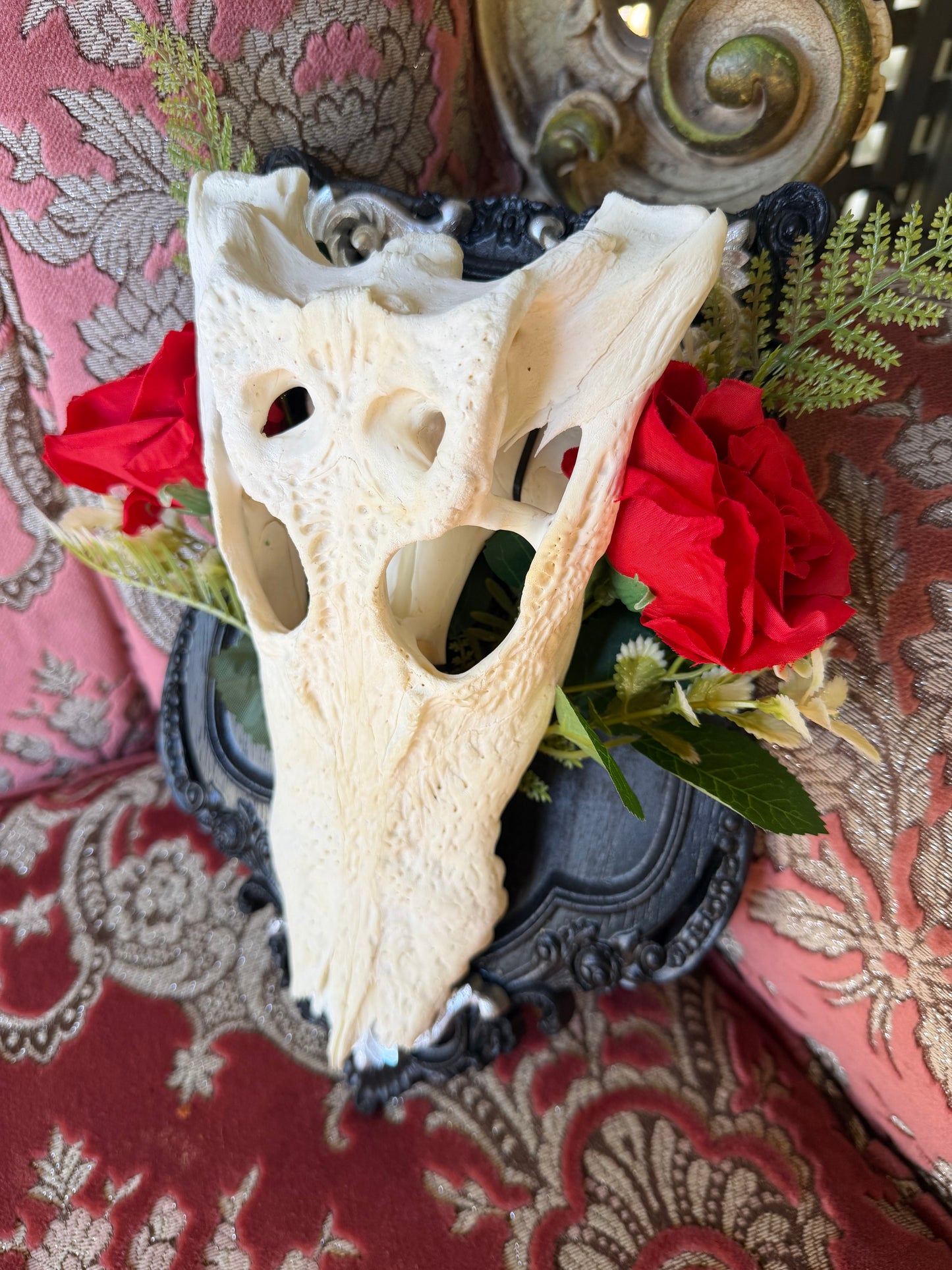 SILVER FERN ROSA - crocodile skull curio with permit