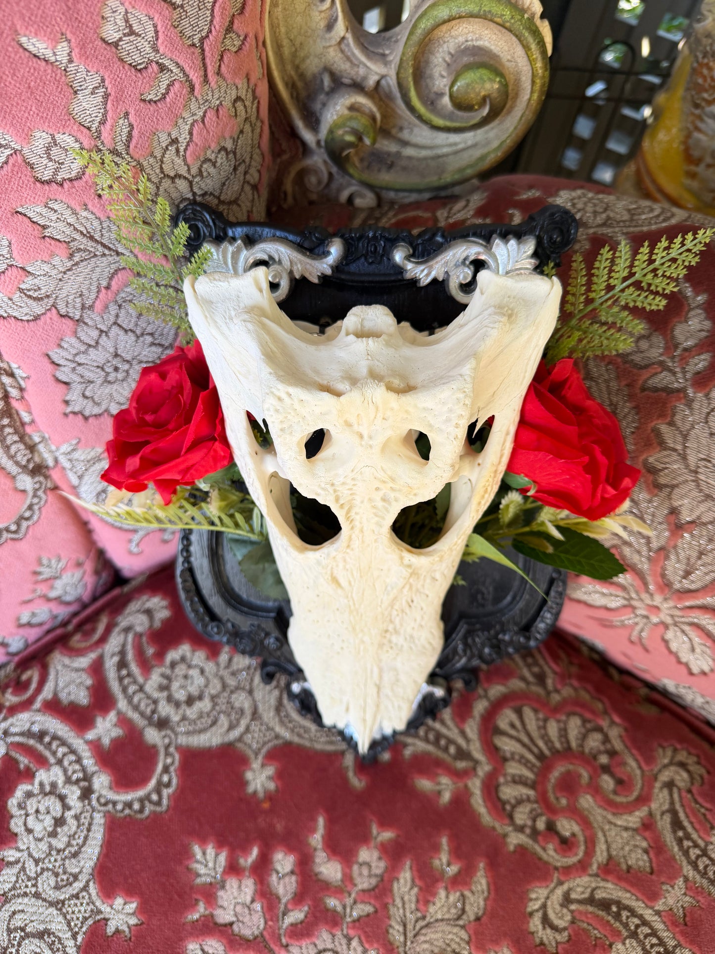 SILVER FERN ROSA - crocodile skull curio with permit