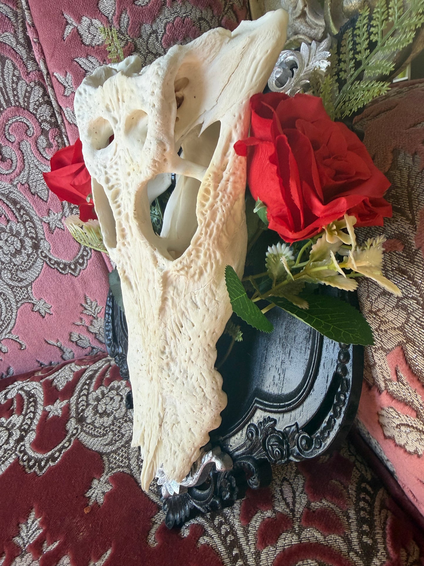 SILVER FERN ROSA - crocodile skull curio with permit