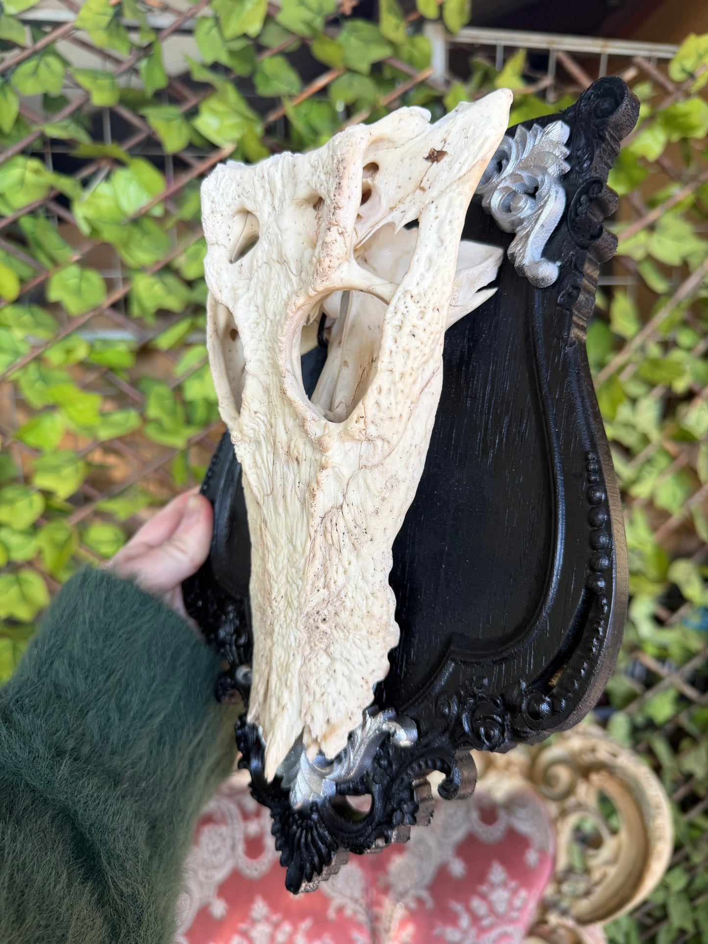 NOIR CROCOIR - crocodile curio with permit