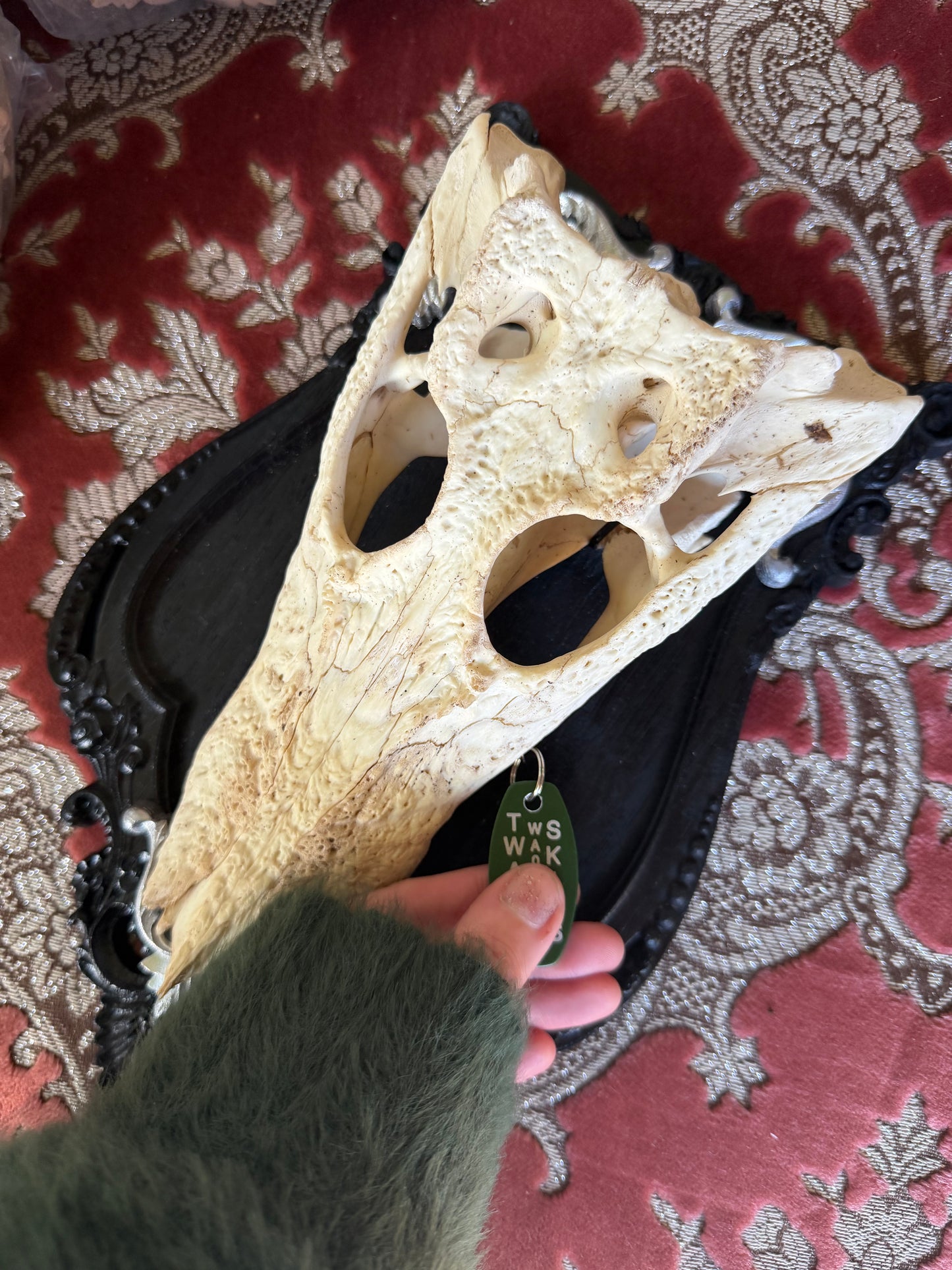 NOIR CROCOIR - crocodile curio with permit