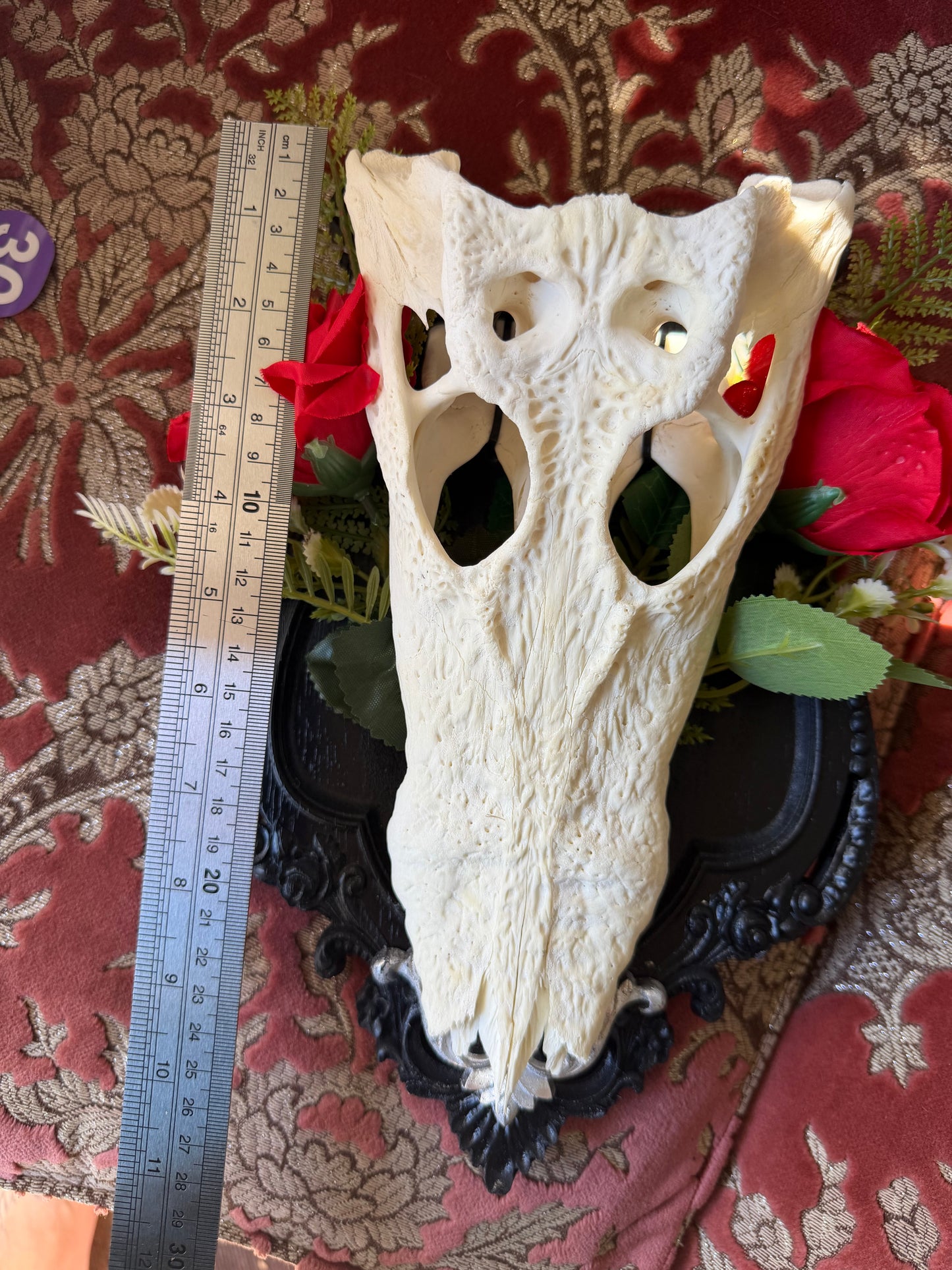 GOLD FERN ROSA - crocodile skull curio with permit