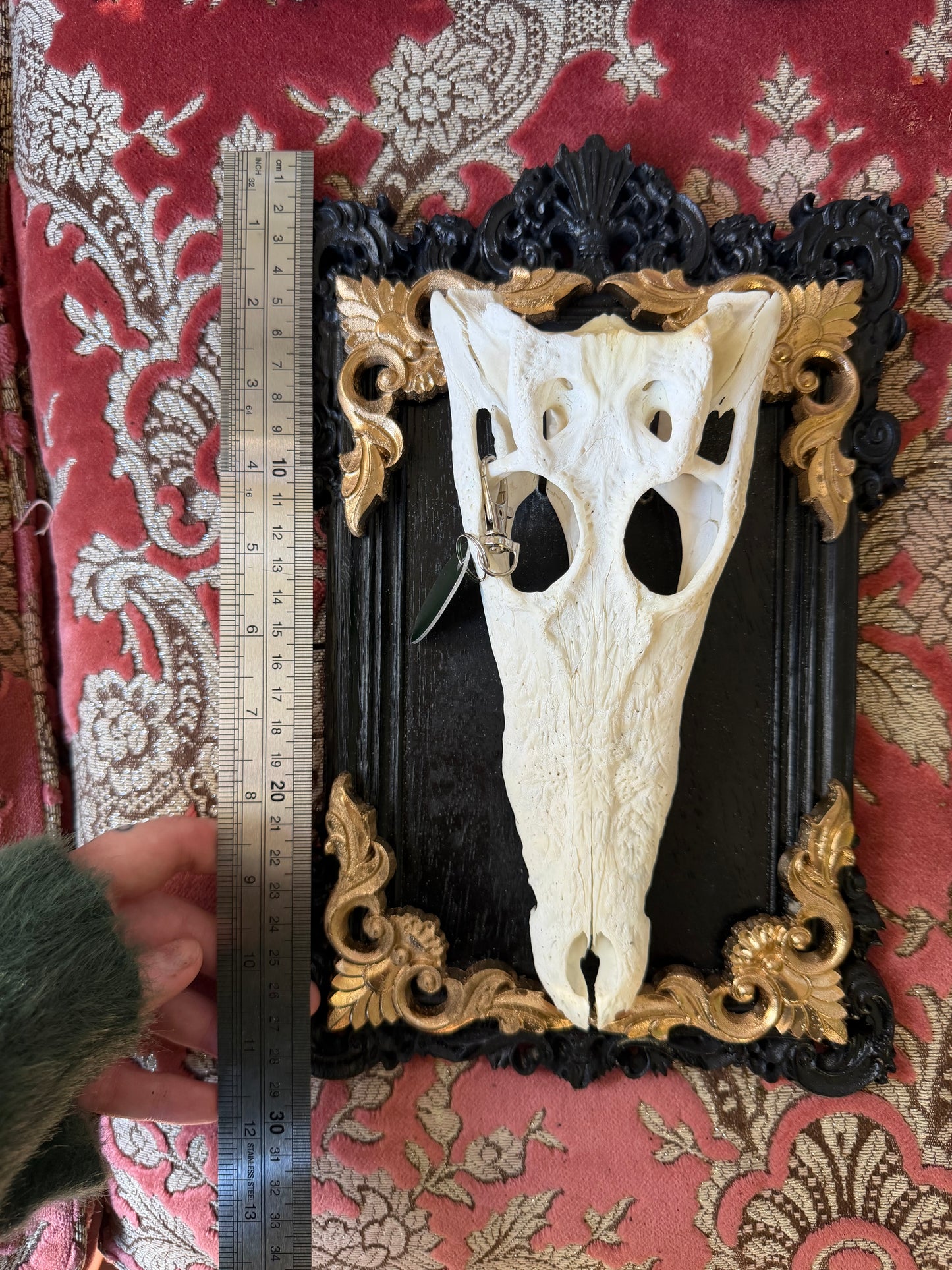 GOLD LEAF - crocodile skull curio with permit