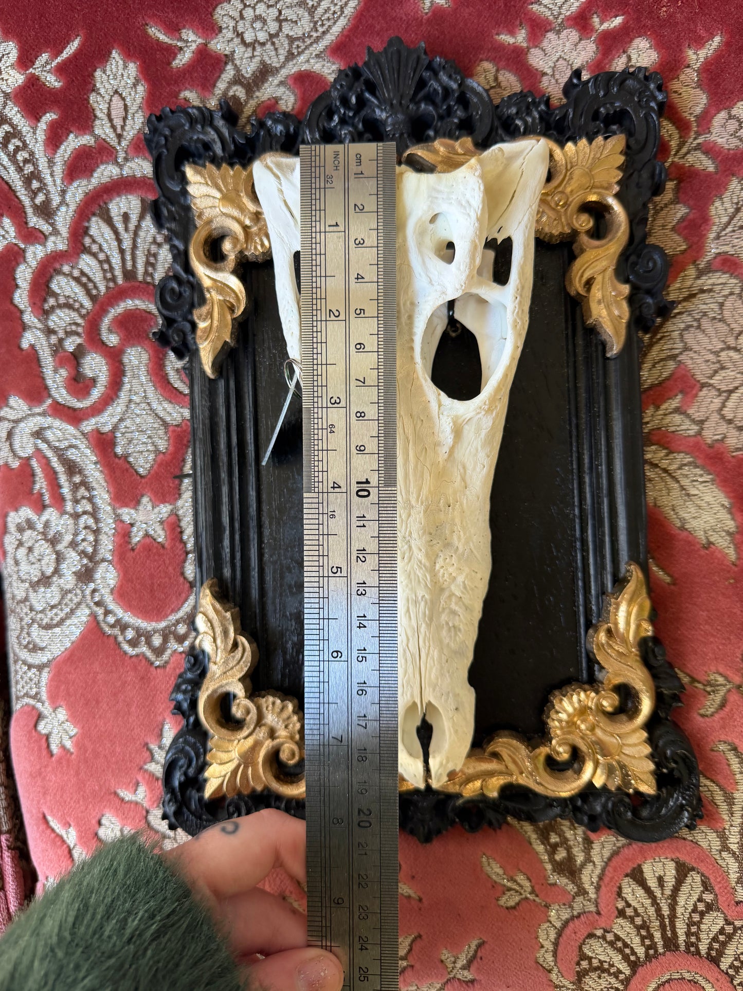 GOLD LEAF - crocodile skull curio with permit