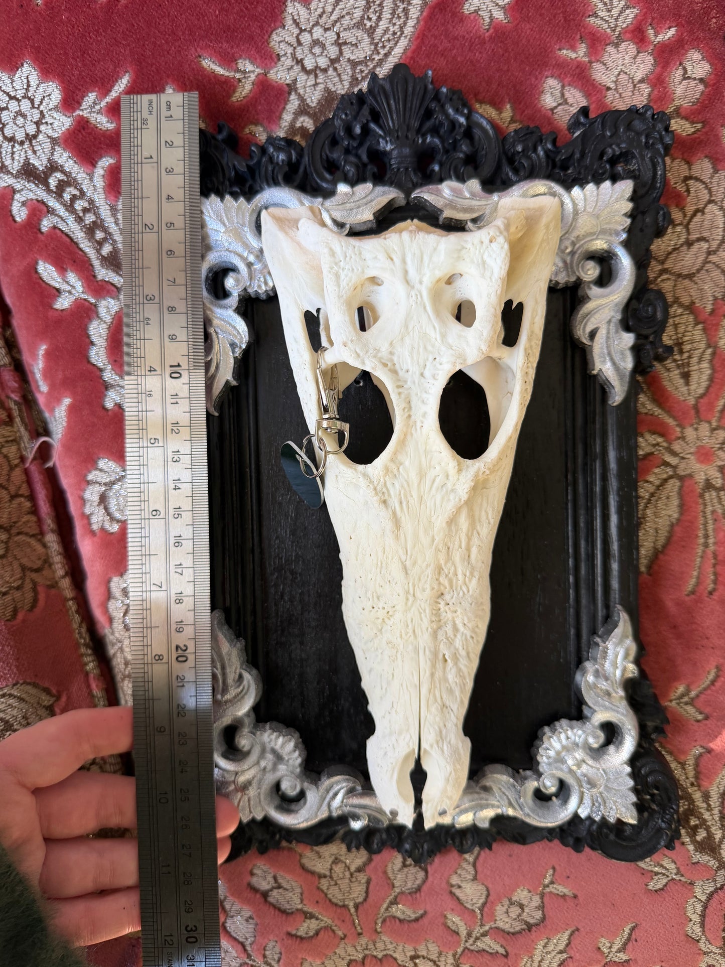 SILVER LEAF - crocodile skull curio with permit