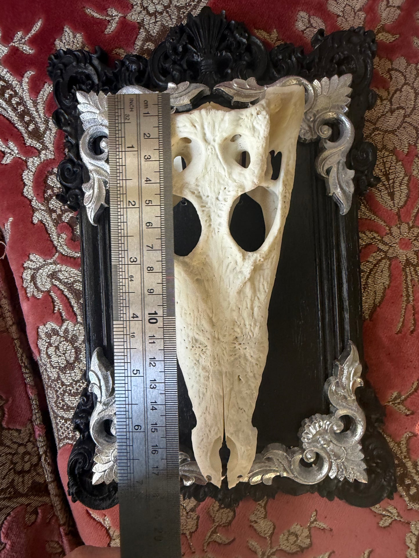SILVER LEAF - crocodile skull curio with permit